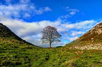 Sycamore Gap