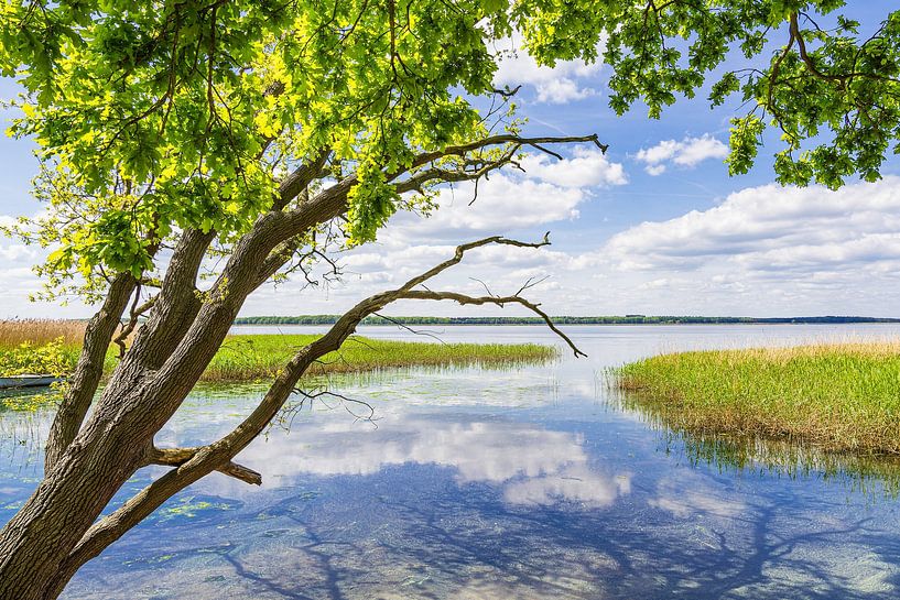 Landschaft am Achterwasser bei Warthe auf der Insel Usedom von Rico Ködder
