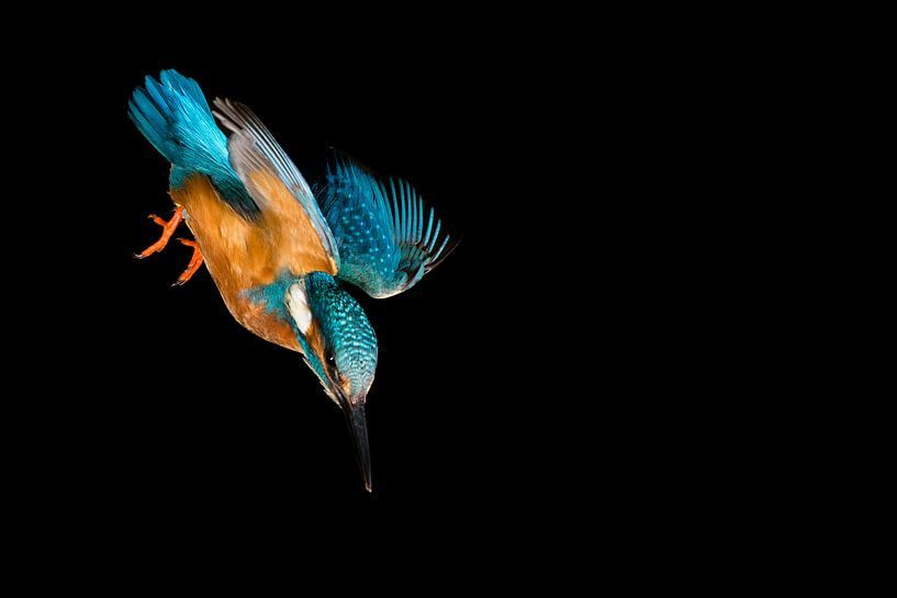 Eisvogel, der im Wurf fotografiert wurde. von Jeroen Stel