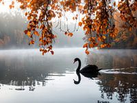 Le cygne noir dans la brume d'automne - De zwarte zwaan in de herfstnevel