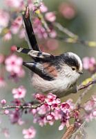 Mésange à queue dans l'humeur du printemps