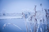 Winter landscape Friesland.