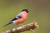 Bullfinch male