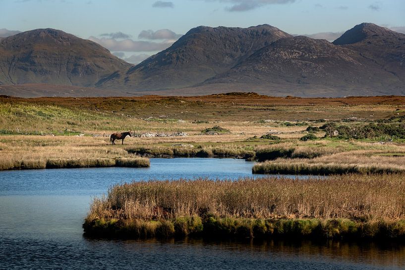 Horse in Connemara National Park by Bo Scheeringa Photography