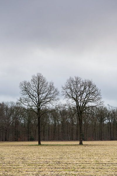Winterlandschaft mit zwei kahlen Bäumen von Dick Doorduin