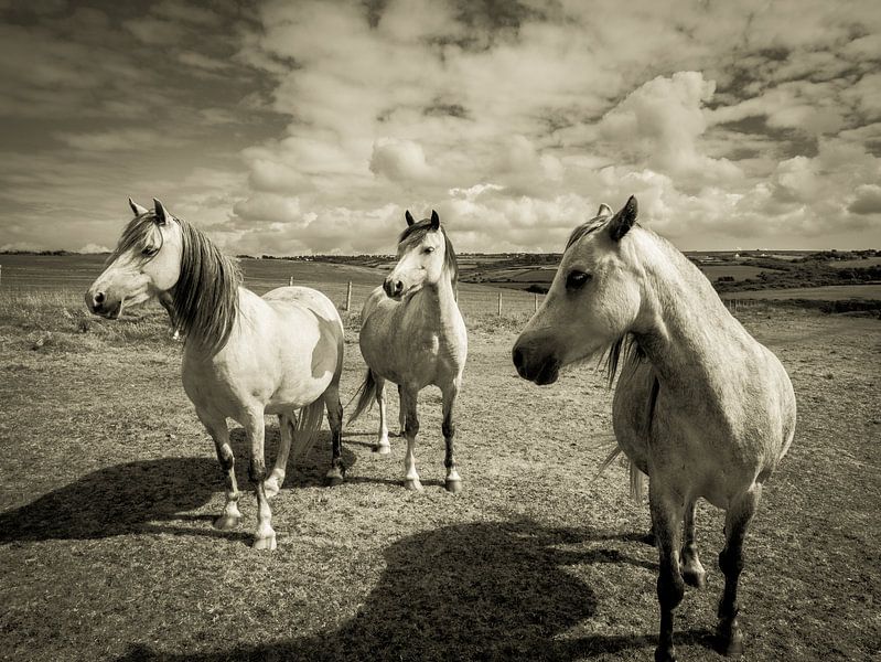 Betere Paarden in een weiland, in Wales / wolken / grijs / zwart wit UN-98