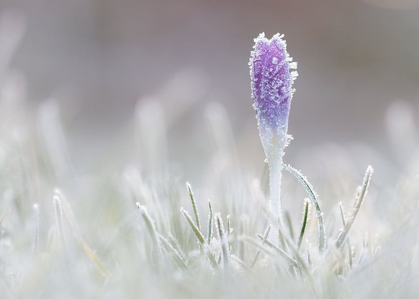 Crocus après le gel nocturne par Karin Bijpost