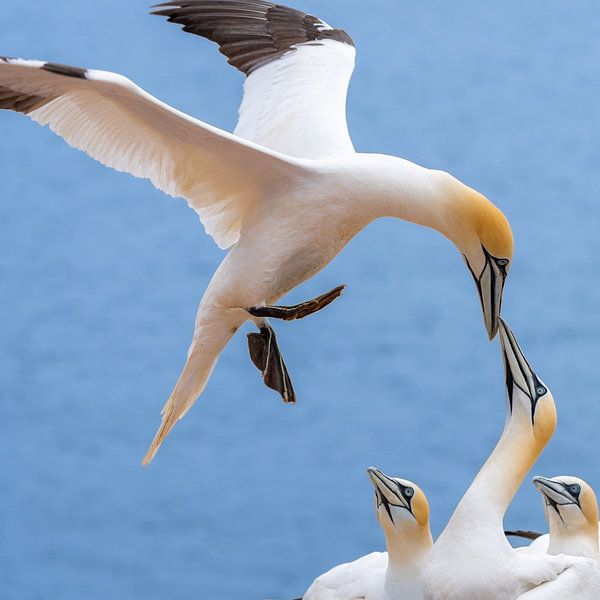Hallo mein Schatz, ich bin wieder da von Johannes Jongsma