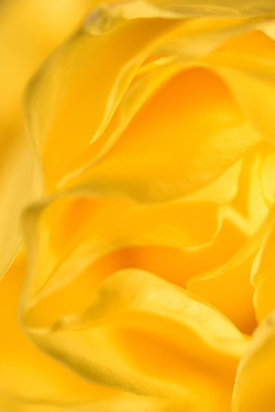 Detail gele roos staand by Sascha van Dam