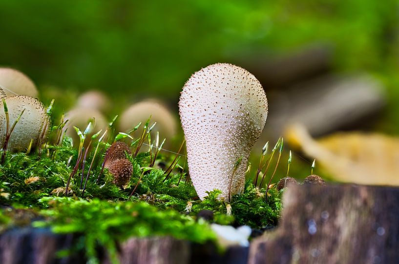 Ein Blick auf Pilze in einem hohlen Baum von Andreas Völkel