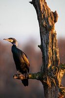 Cormorant at sunset