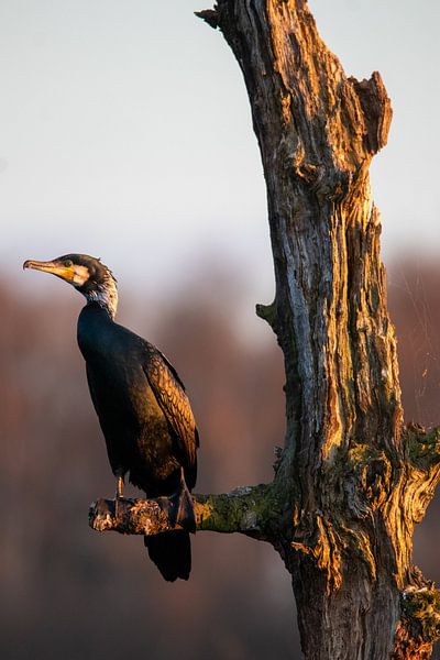 Cormorant at sunset by Nick Heller