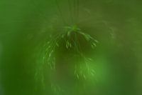 Natur, Mehrfachbelichtung