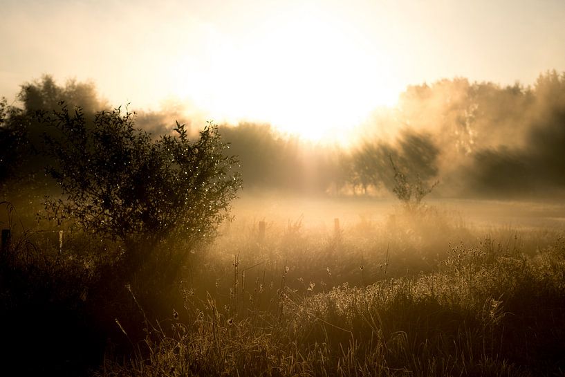 Des rayons de soleil dorés par Niki Moens