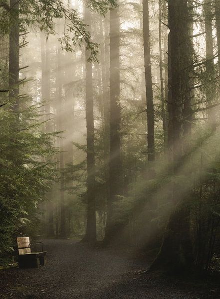 Komorebi 木漏れ日 von Misaki Saito