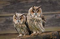 Waldohreulen blasen in den Wind