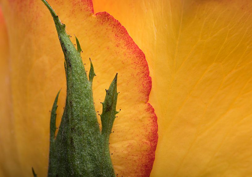 Ein Stück Rose von Marjolijn van den Berg