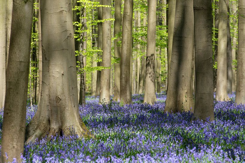 Haller forest by Martin de Bock