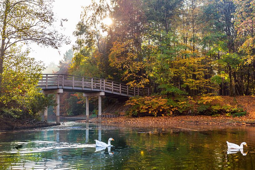 Herbst im Wandelbos in Tilburg von Evelien Oerlemans