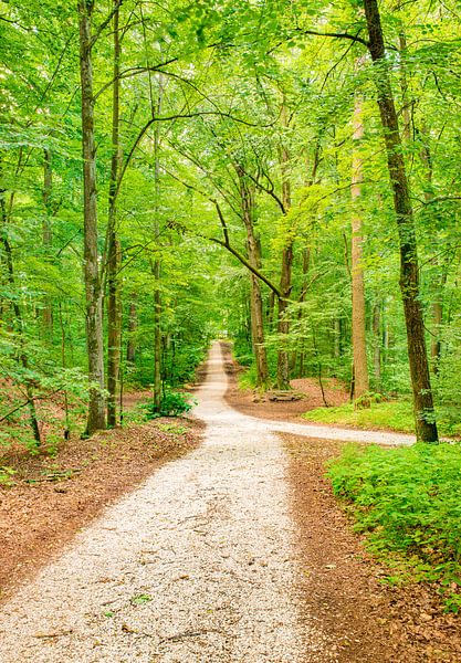 Chemin forestier le long d'arbres aux feuilles vertes et fraîches, un jour de printemps. par Alex Winter