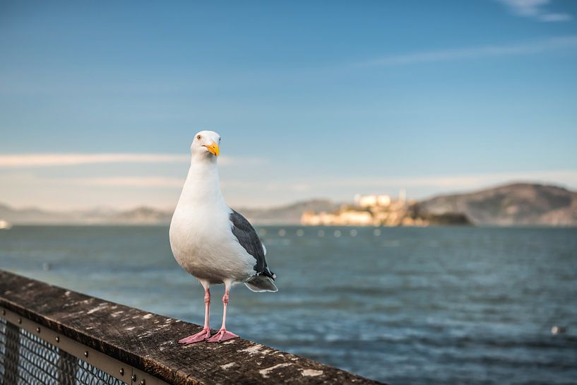 Mouette à San Francisco juste avant Alcatraz par Bas Fransen