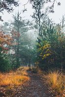 Nebel im Wald