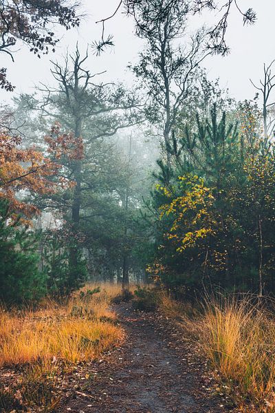 Nebel im Wald von Jeroen Brasz