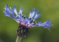 paarse bloem staand in het veld