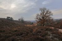 Landschaft bei der Posbank