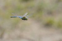 Vliegende Grote Keizerlibel