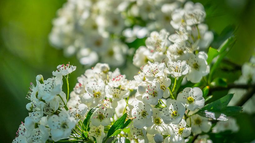 Blossom par Martijn van Dellen