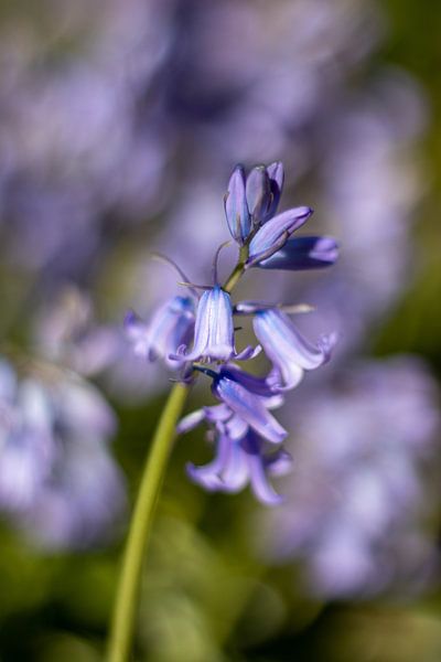 Close-up of purple Grassbells by thomaswphotography