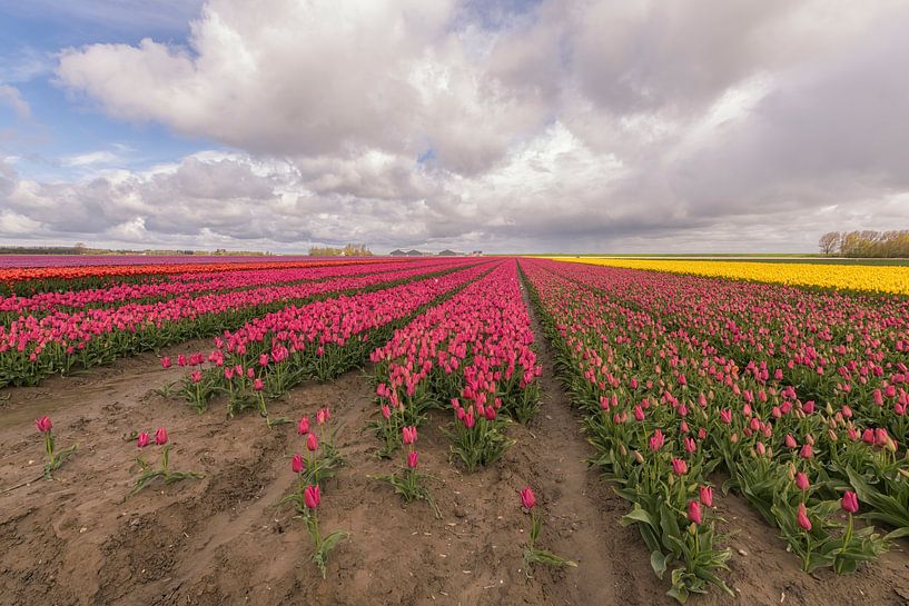 Blumenzwiebeln von Jan Koppelaar Fotografie