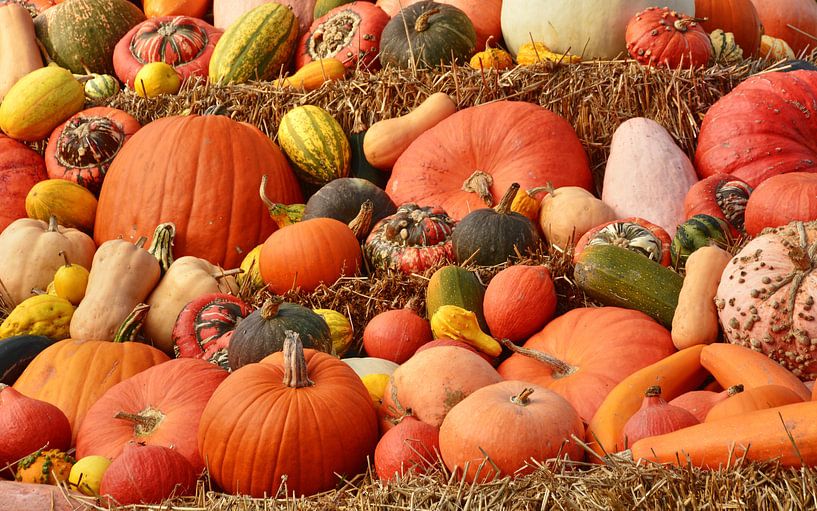 bunte Kürbisvielfalt par Edgar Schermaul