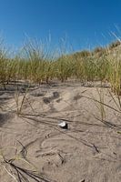 Une coquille dans le sable