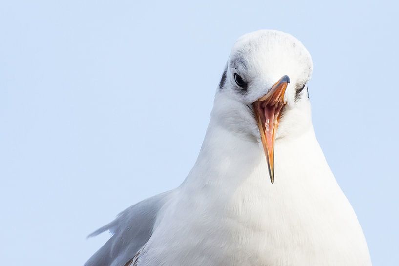 Mouette à tête noire à Arnhem par Danny Slijfer Natuurfotografie