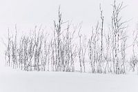 Minimalisme hivernal : Bouleaux dans la neige de Laponie