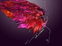 Feuervogel - Fire bird