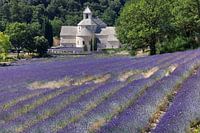 France, Provence, Abbaye Notre-Dame de Sénanque