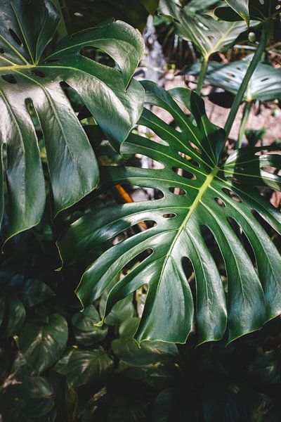 Monstera von Hello Pompoyo