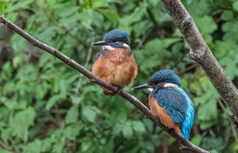 Martin-pêcheur juvénile par Lies Bakker