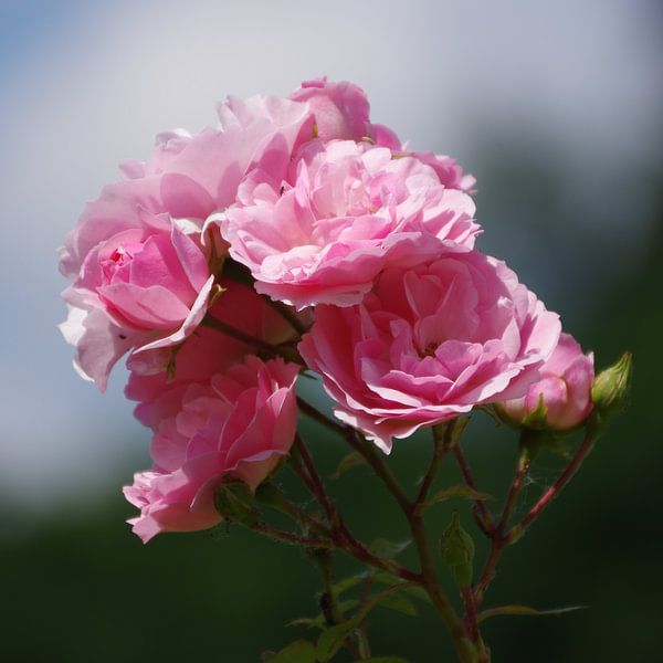 Rosen par Gabi Siebenhühner