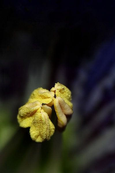 Im Herzen des Enzians von Marlies Prieckaerts