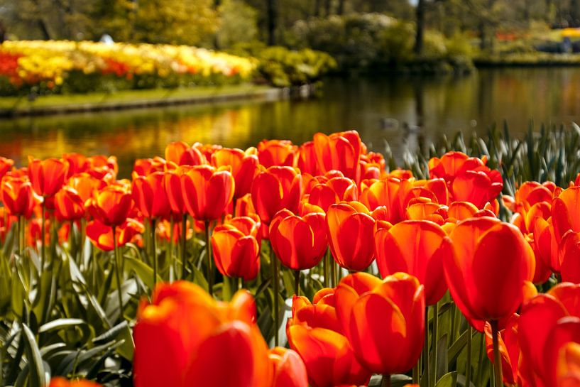 Hollandse tulpen by Stedom Fotografie