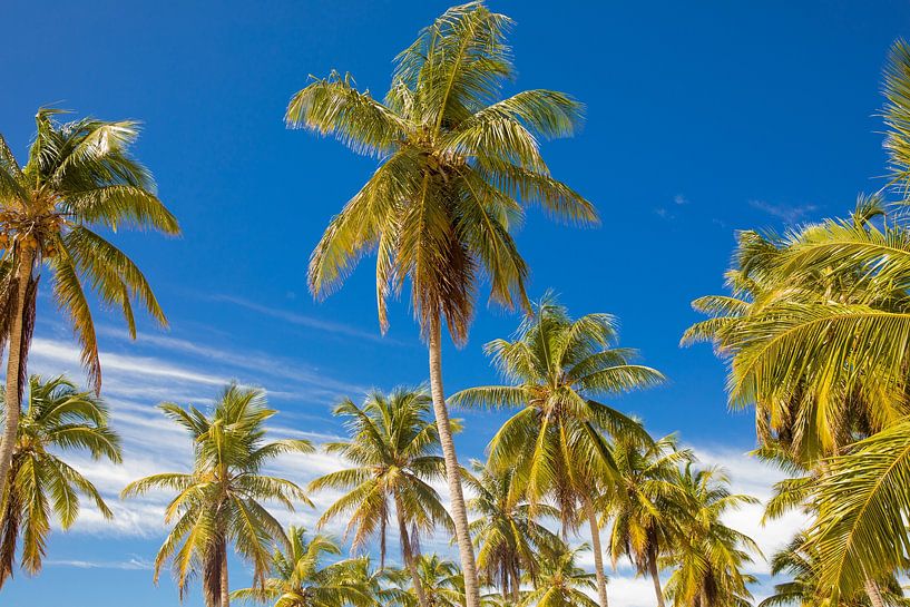Palm trees in Punta Cana (Dominican Republic) by Laura V