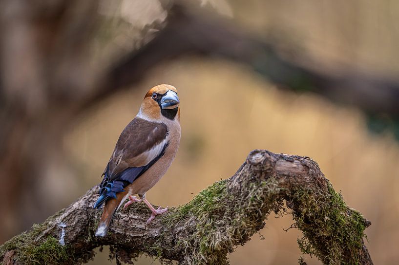 Kernbeißer auf moosbewachsenem Ast von Gonnie van de Schans