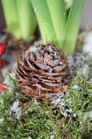 Pine cone