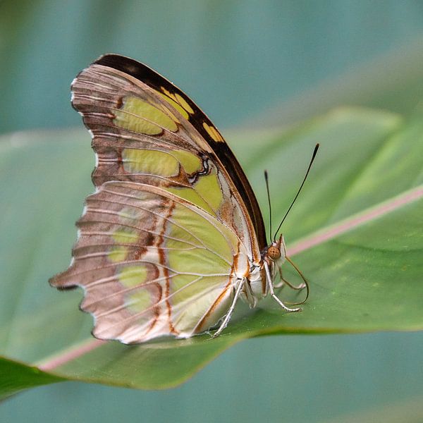 Butterfly Siproeta stelenes by Ad Jekel