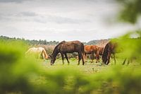 Pferde in einer Herde im Grünen