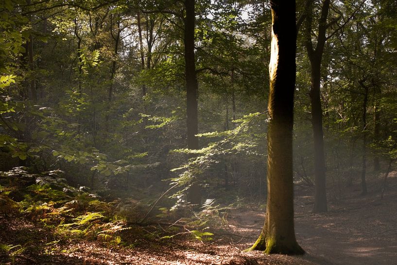 The forest that breathes by elwin F